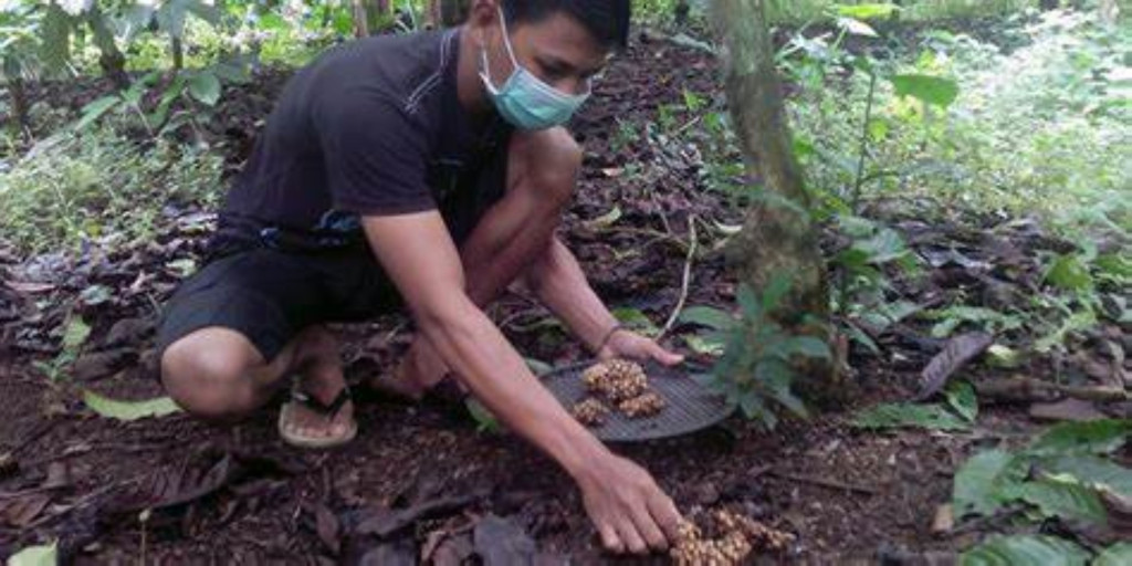 Titipan Kopi Luak Perkebunan kopi